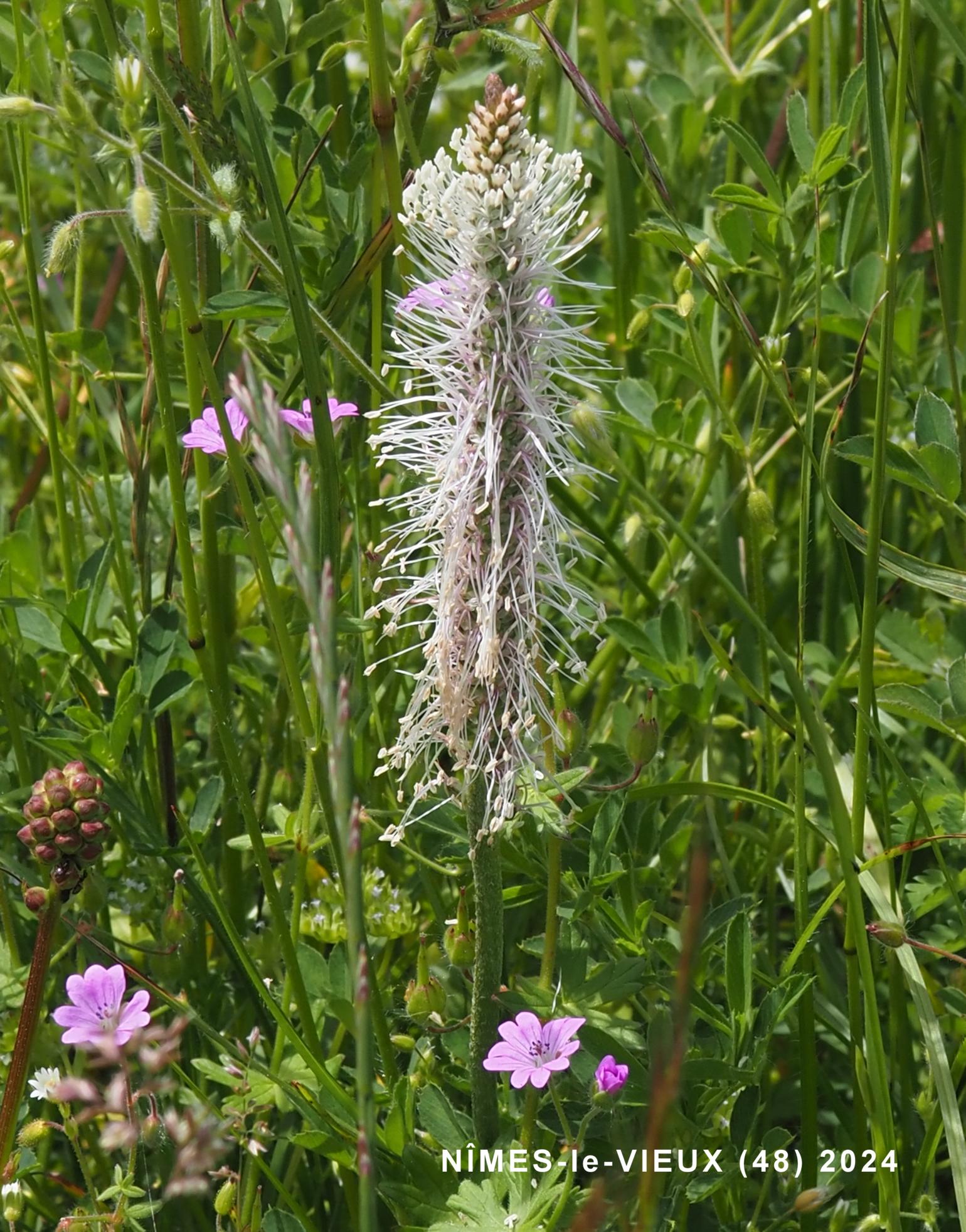 Plantain, Hoary